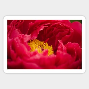 Inside a Red Peony Sticker